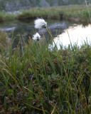 Eriophorum vaginatum