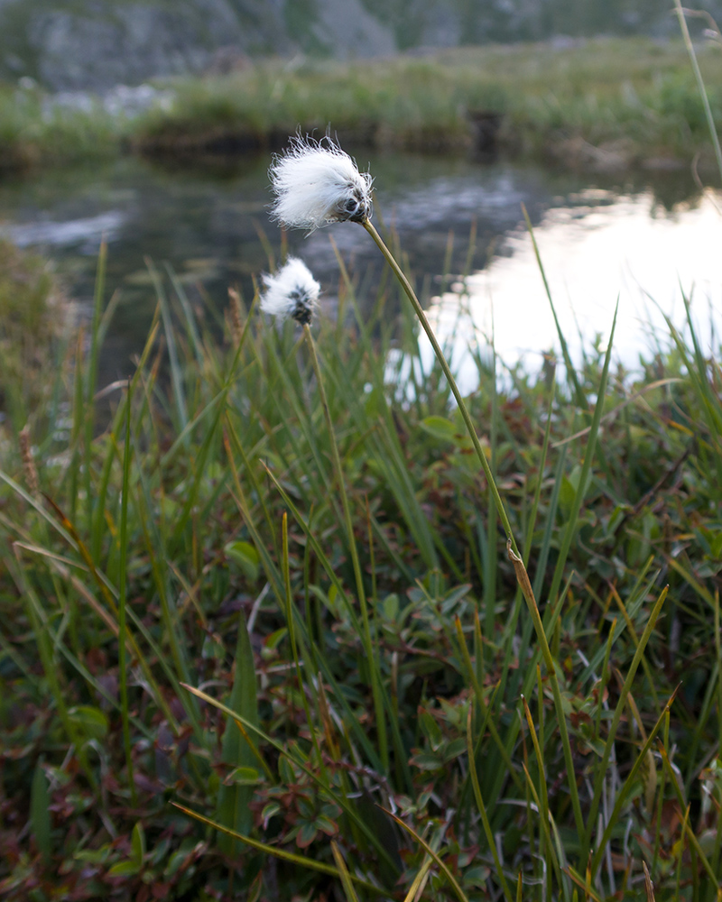 Изображение особи Eriophorum vaginatum.