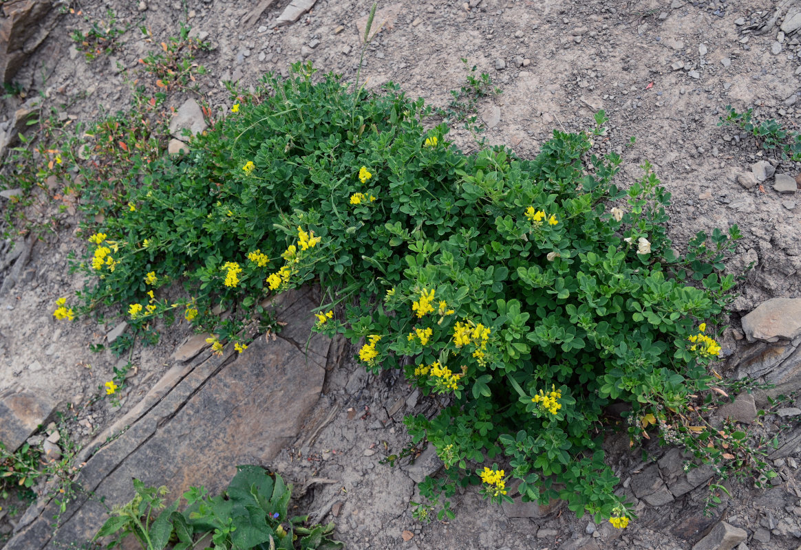 Изображение особи род Medicago.