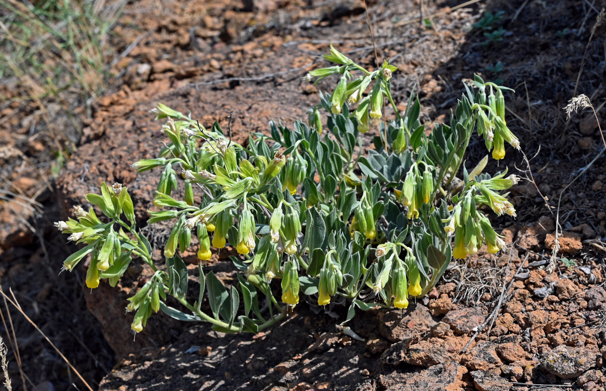 Image of Onosma sericea specimen.