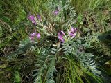 Astragalus sareptanus