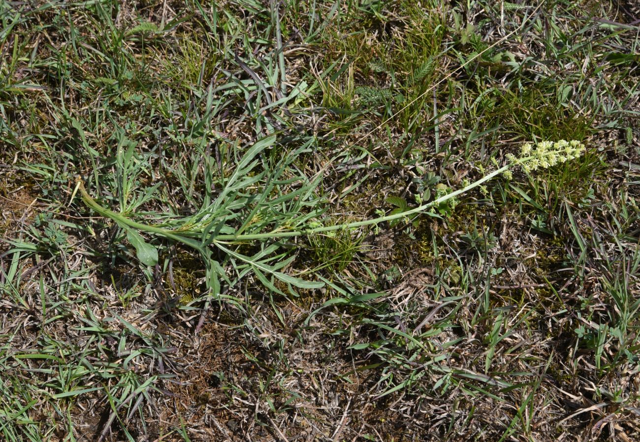 Изображение особи Reseda lutea.