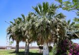 Washingtonia robusta. Цветущие растения. Египет, мухафаза Асуан, г. Асуан, в культуре. 03.05.2023.