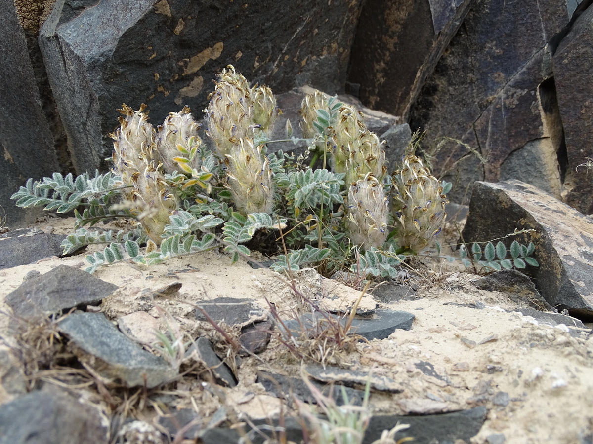 Изображение особи Astragalus chaetodon.