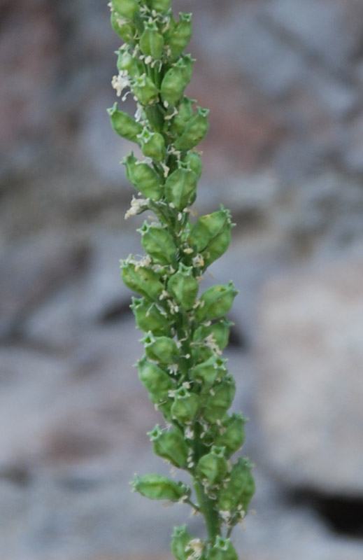 Image of Reseda alba specimen.