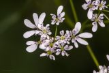 Bifora radians