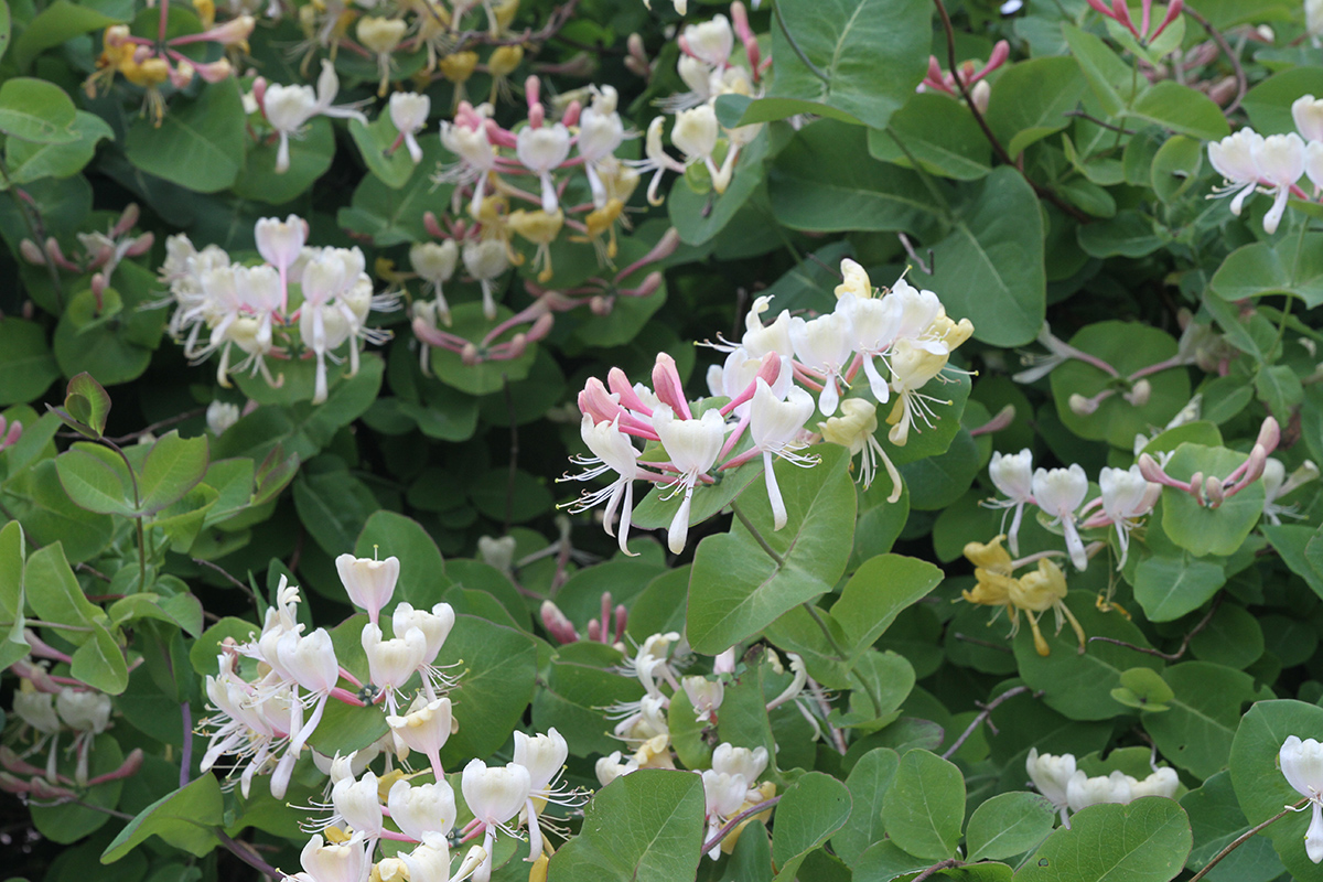 Изображение особи Lonicera caprifolium.