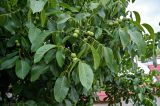 Juglans regia. Верхушка ветви с незрелыми плодами. Грузия, Самцхе-Джавахети, г. Ахалцихе, в культуре. 12.06.2023.