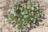 Zygophyllum miniatum. Плодоносящее растение. Таджикистан, Согдийская обл., горы Окбель, лёссовый склон. 7 мая 2023 г.