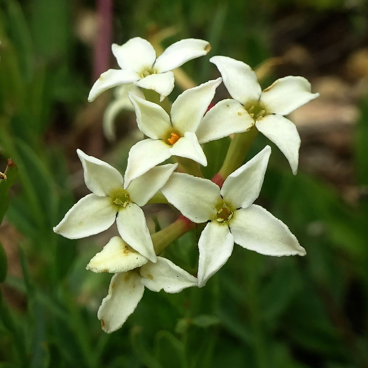 Изображение особи Stelleropsis caucasica.