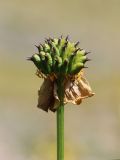 Trollius altaicus