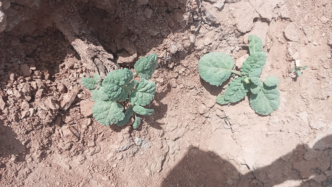 Image of Salvia insignis specimen.