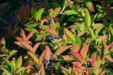 Vaccinium smallii