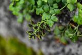 Asplenium ruta-muraria