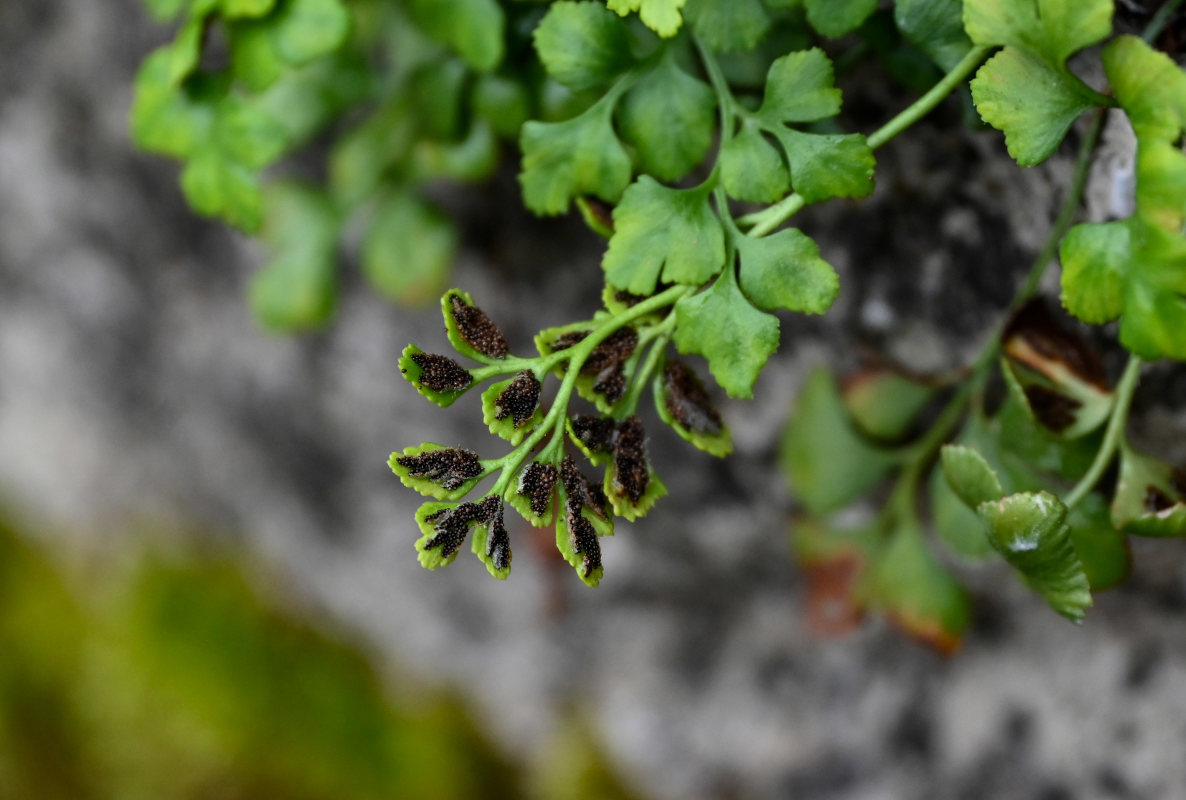 Изображение особи Asplenium ruta-muraria.