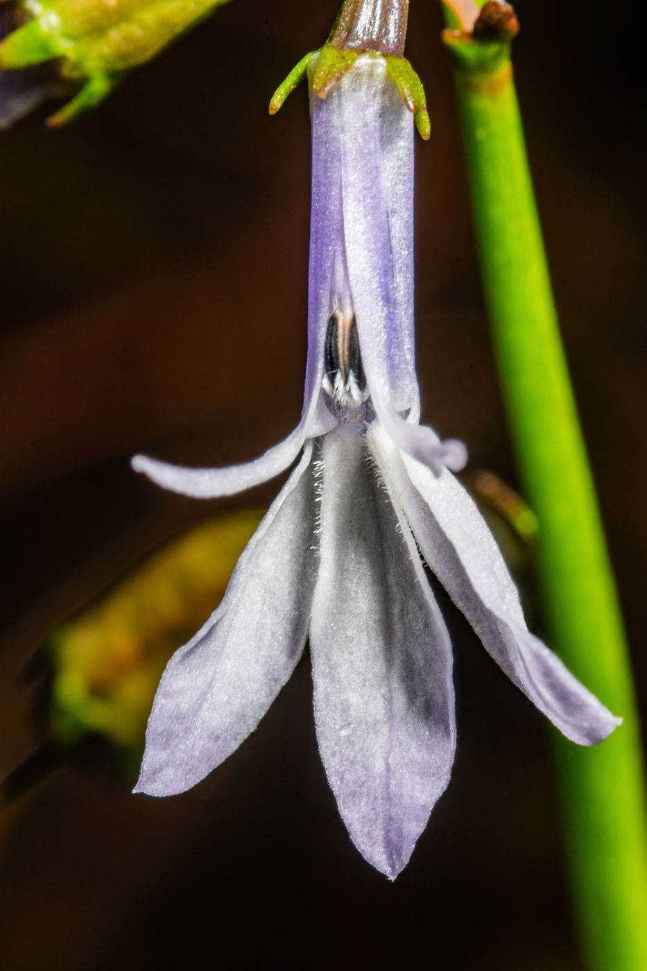 Image of Lobelia dortmanna specimen.