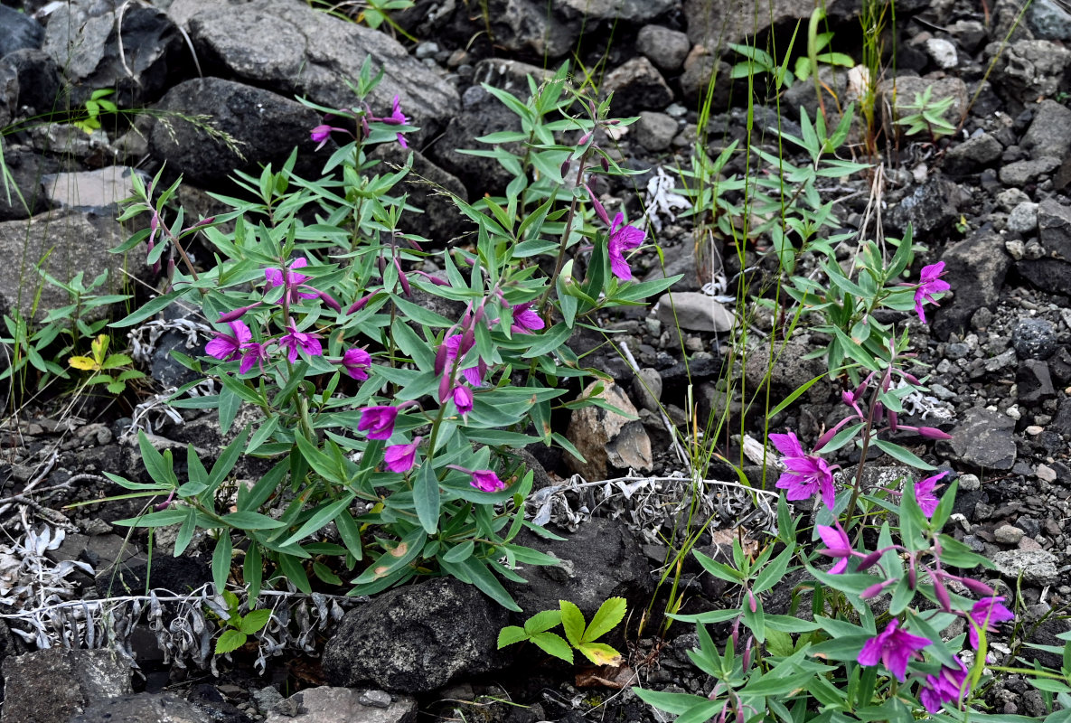 Изображение особи Chamaenerion latifolium.