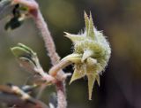 Tribulus terrestris