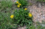 genus Taraxacum