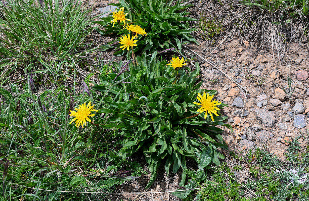 Изображение особи род Taraxacum.