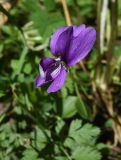 genus Viola. Цветок. Чечня, Шаройский р-н, долина р. Цесиахк, рядом с с. Цеси, опушка леса. 10 августа 2023 г.