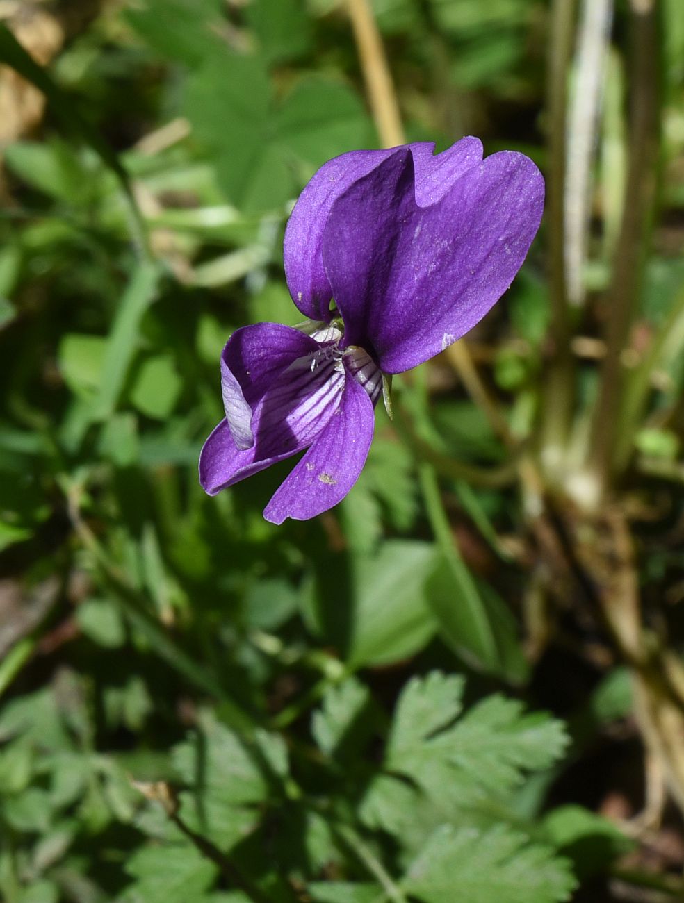 Image of genus Viola specimen.