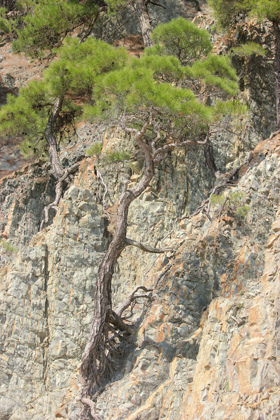 Image of Pinus pityusa specimen.