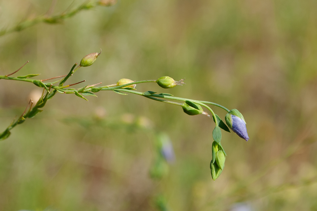 Изображение особи Linum komarovii.