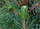 Picea glauca