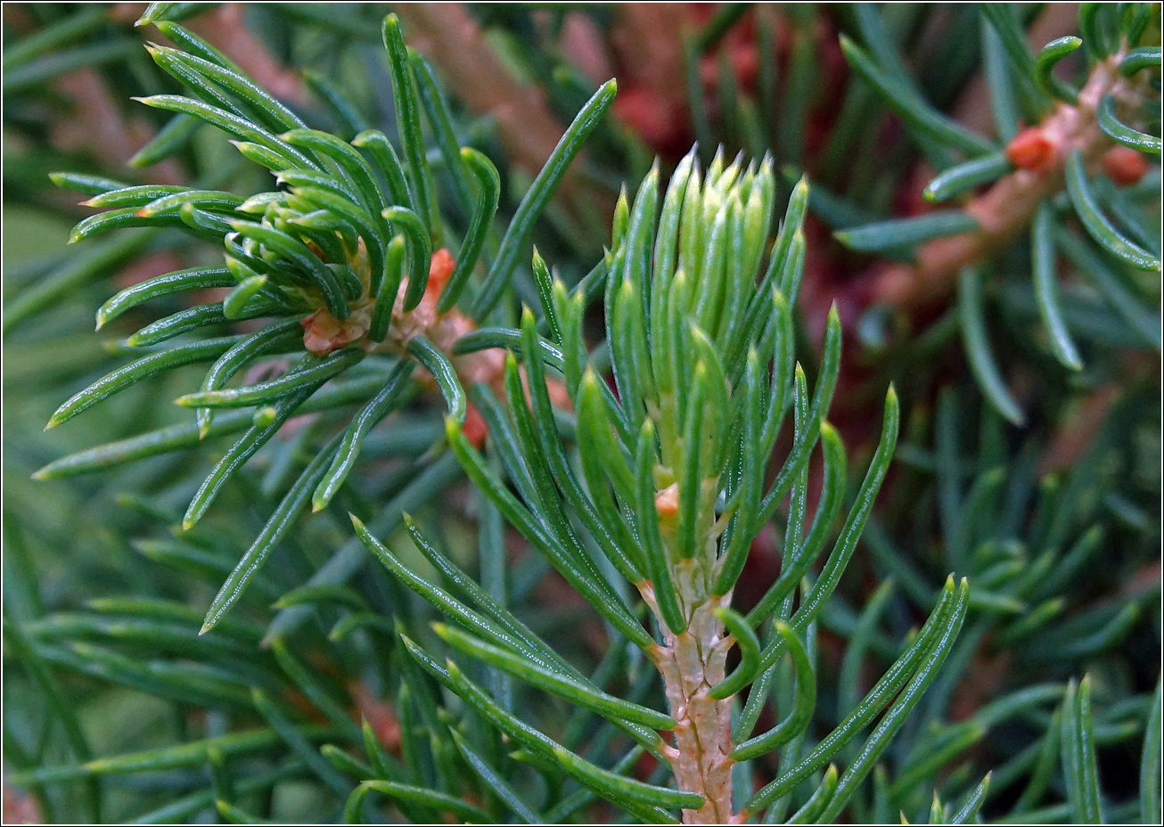 Изображение особи Picea glauca.