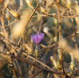 Centaurea diffusa. Соцветие на засыхающем плодоносящем растении. Оренбургская обл., Беляевский р-н, Донской сельсовет, Долгие Горы, обочина полевой дороги. 5 сентября 2023 г.