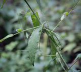 Arabis pendula. Часть плодоносящего побега. Пермский край, г. Пермь, Индустриальный р-н, сырой хвойный лес. 04.08.2023.