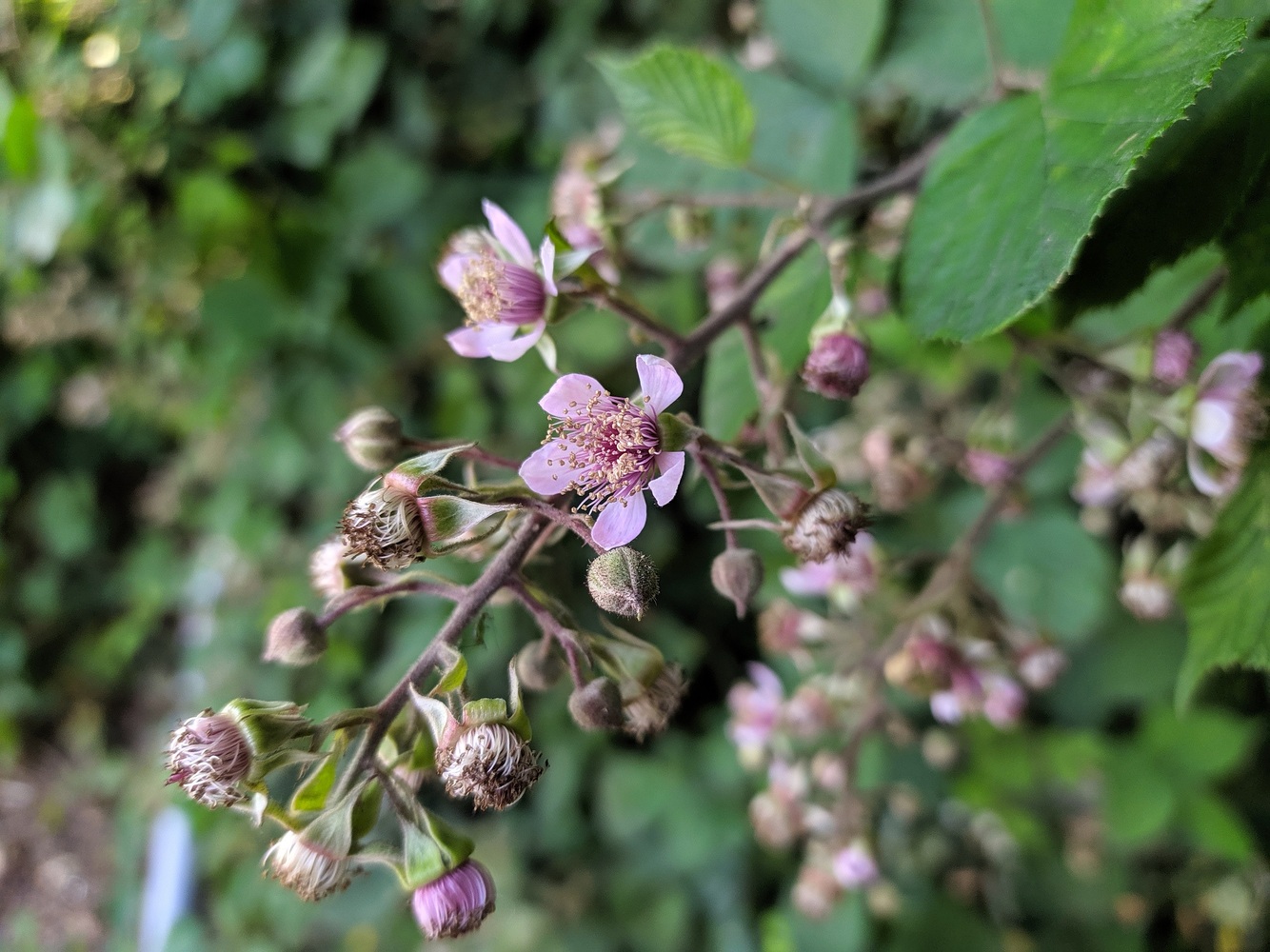 Image of Rubus sanctus specimen.