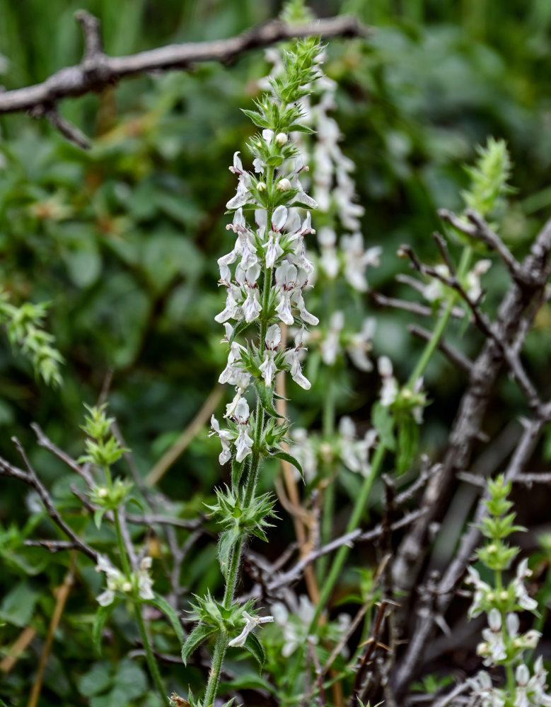 Image of Stachys pubescens specimen.