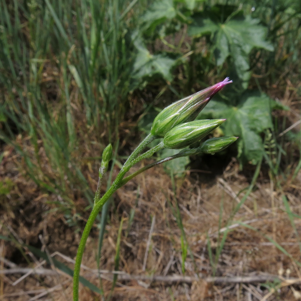 Изображение особи Crupina vulgaris.