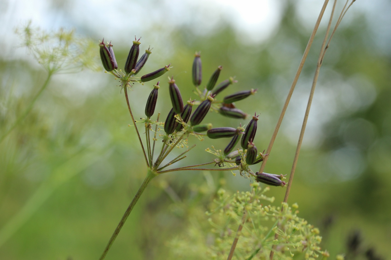 Изображение особи Chaerophyllum aromaticum.