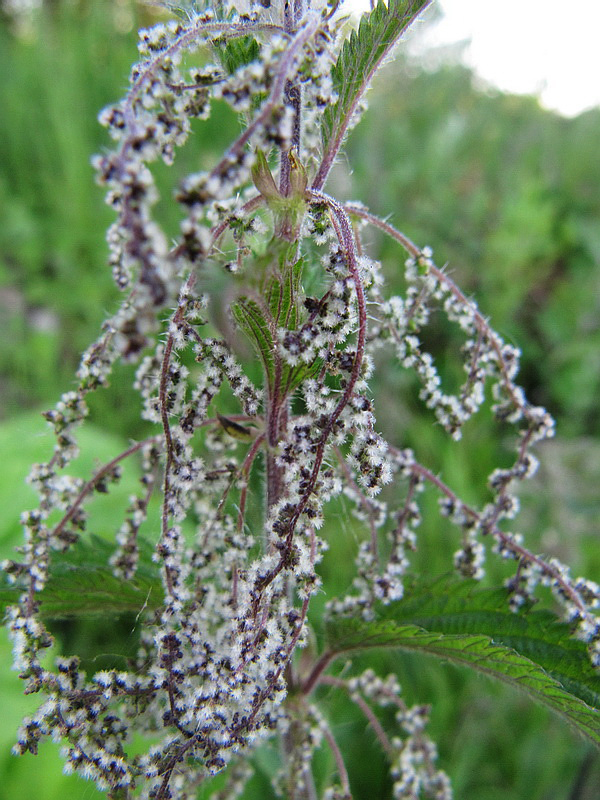 Image of Urtica dioica specimen.