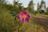 Rosa acicularis