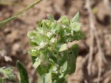 Valerianella dufresnia