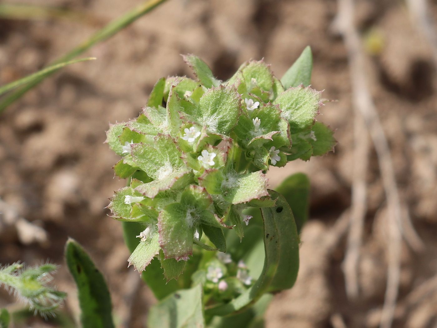 Image of Valerianella dufresnia specimen.