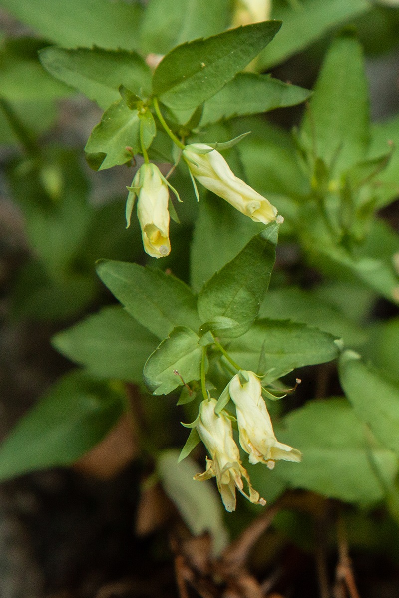 Изображение особи Paederotella teberdensis.