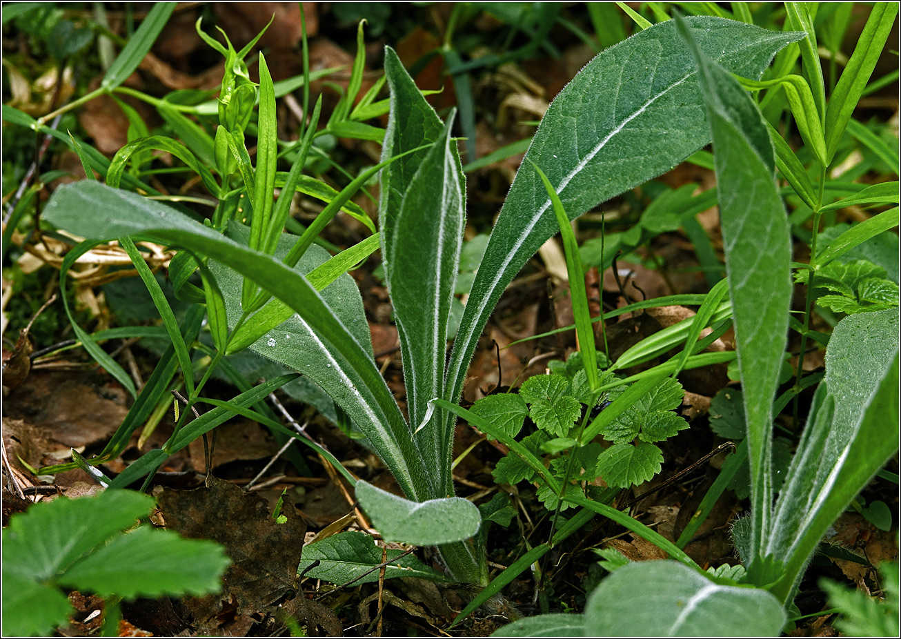 Изображение особи Knautia arvensis.