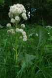 Petasites spurius