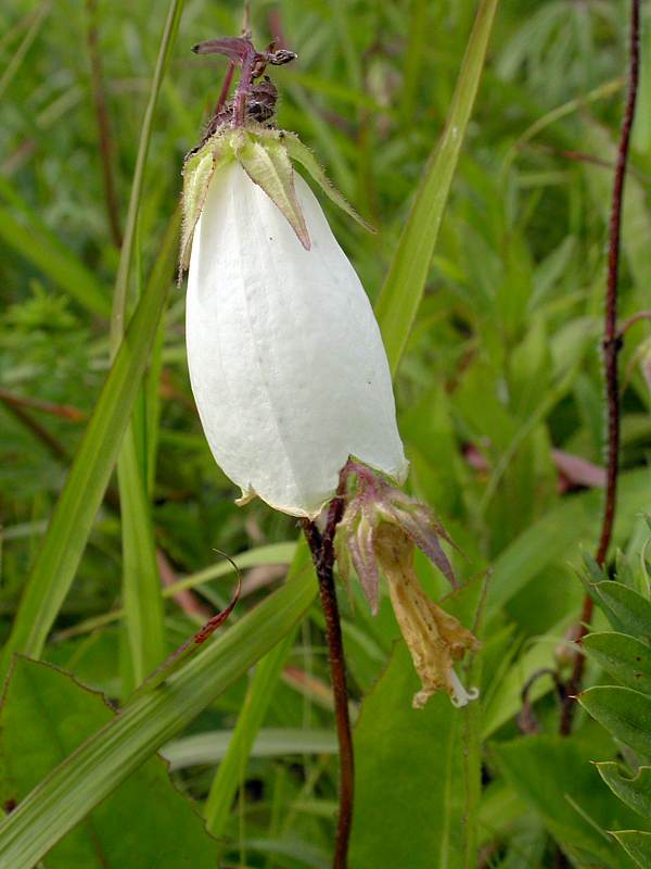 Image of Campanula punctata specimen.