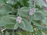 Phlomoides oreophila