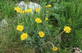 Anthemis marschalliana ssp. pectinata