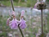 Stachys hissarica