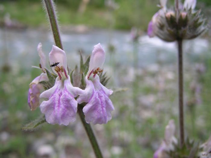 Image of Stachys hissarica specimen.