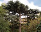 Cedrus libani