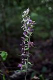 род Epipactis